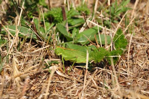 Tettigonia cantans